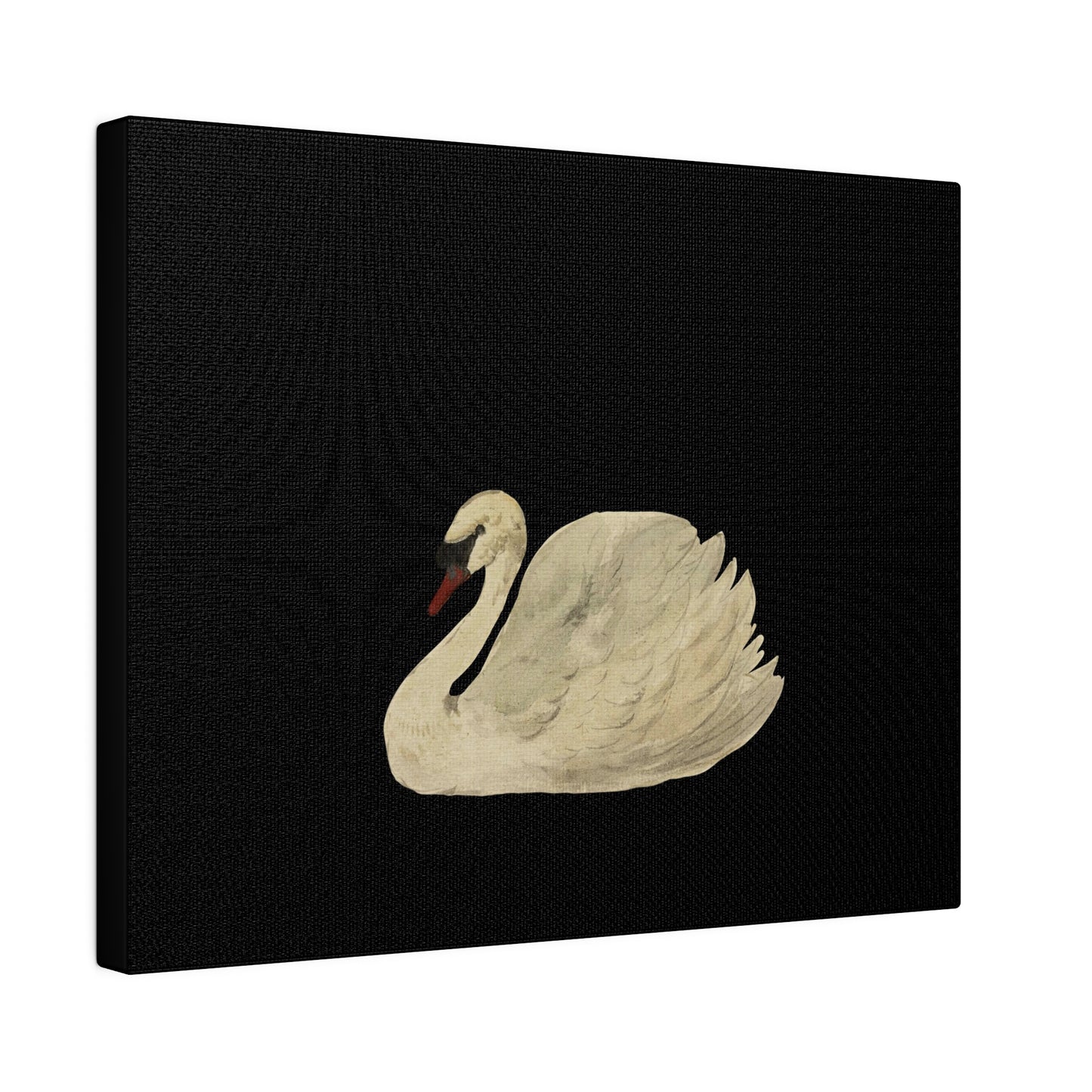 Swan - Matte Canvas, Stretched, 0.75"