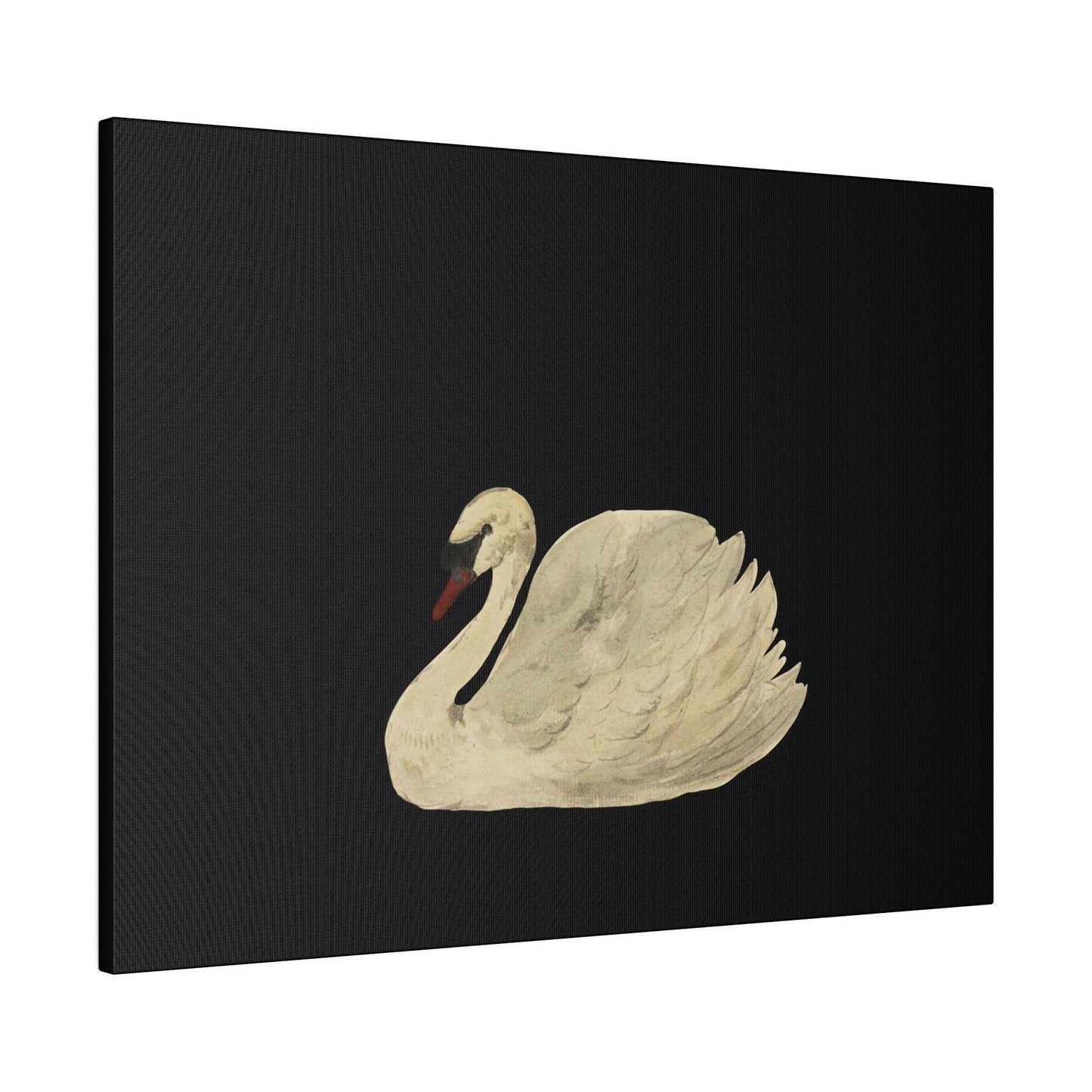 Swan - Matte Canvas, Stretched, 0.75"