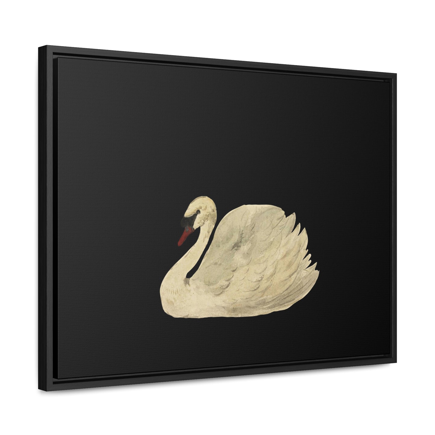 Swan - XL Framed Gallery Canvas - 18x24 inches