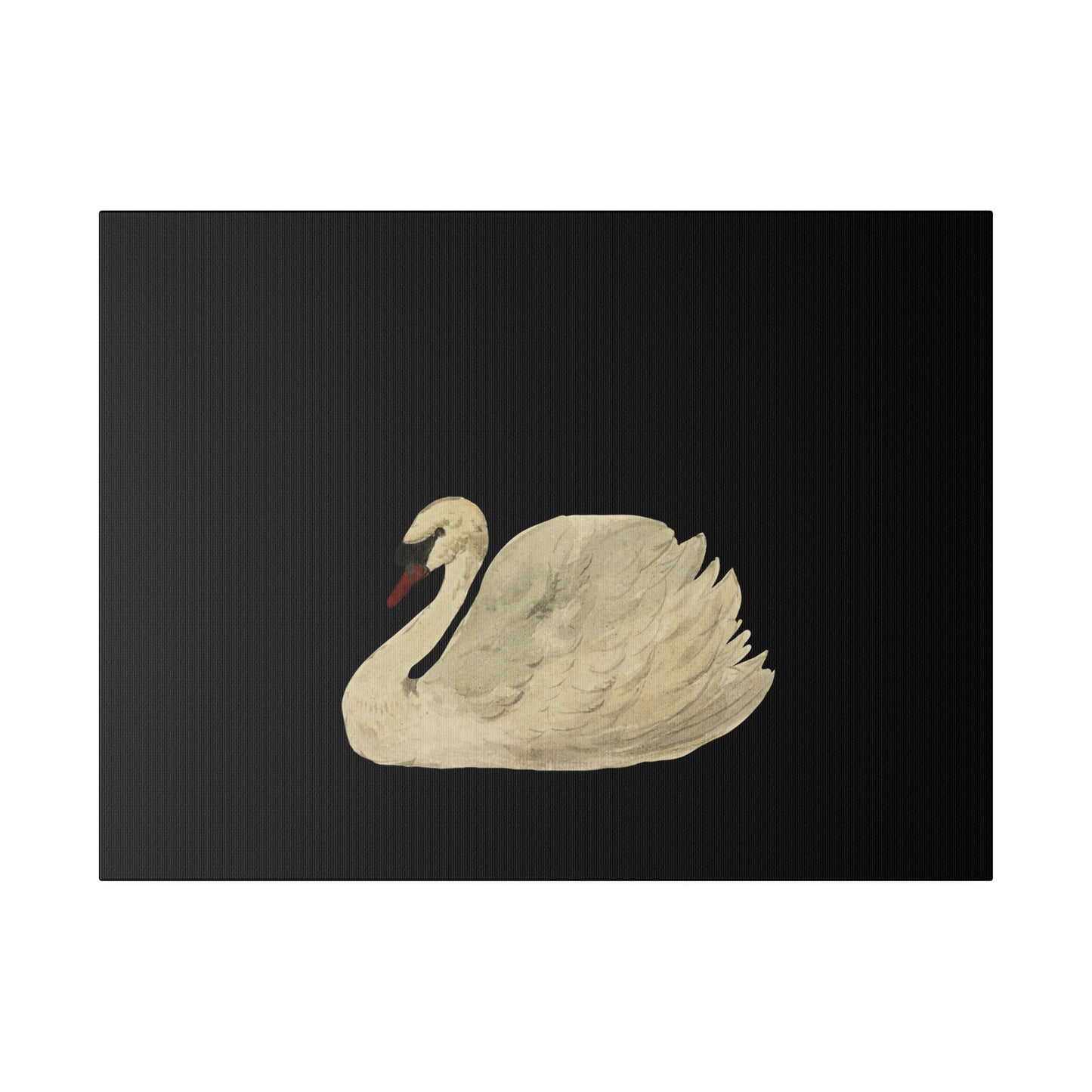 Swan - Matte Canvas, Stretched, 0.75"