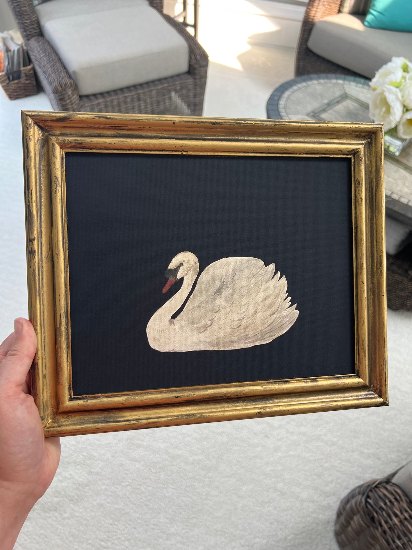 White Swan - Canvas Print in Gold Frame