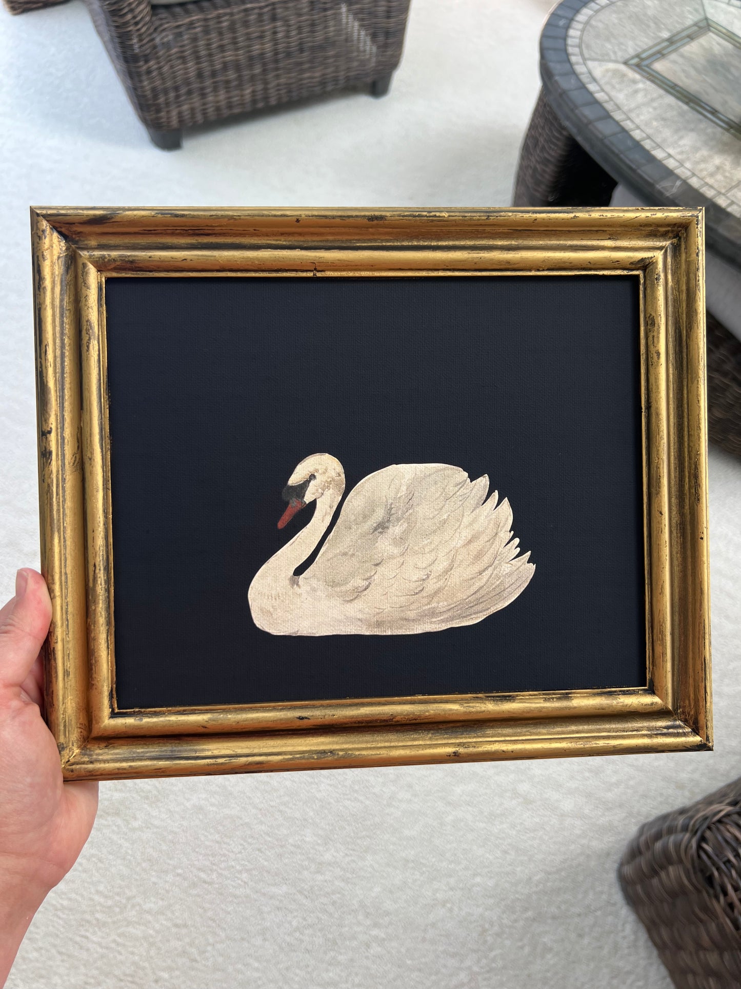 White Swan - Canvas Print in Gold Frame