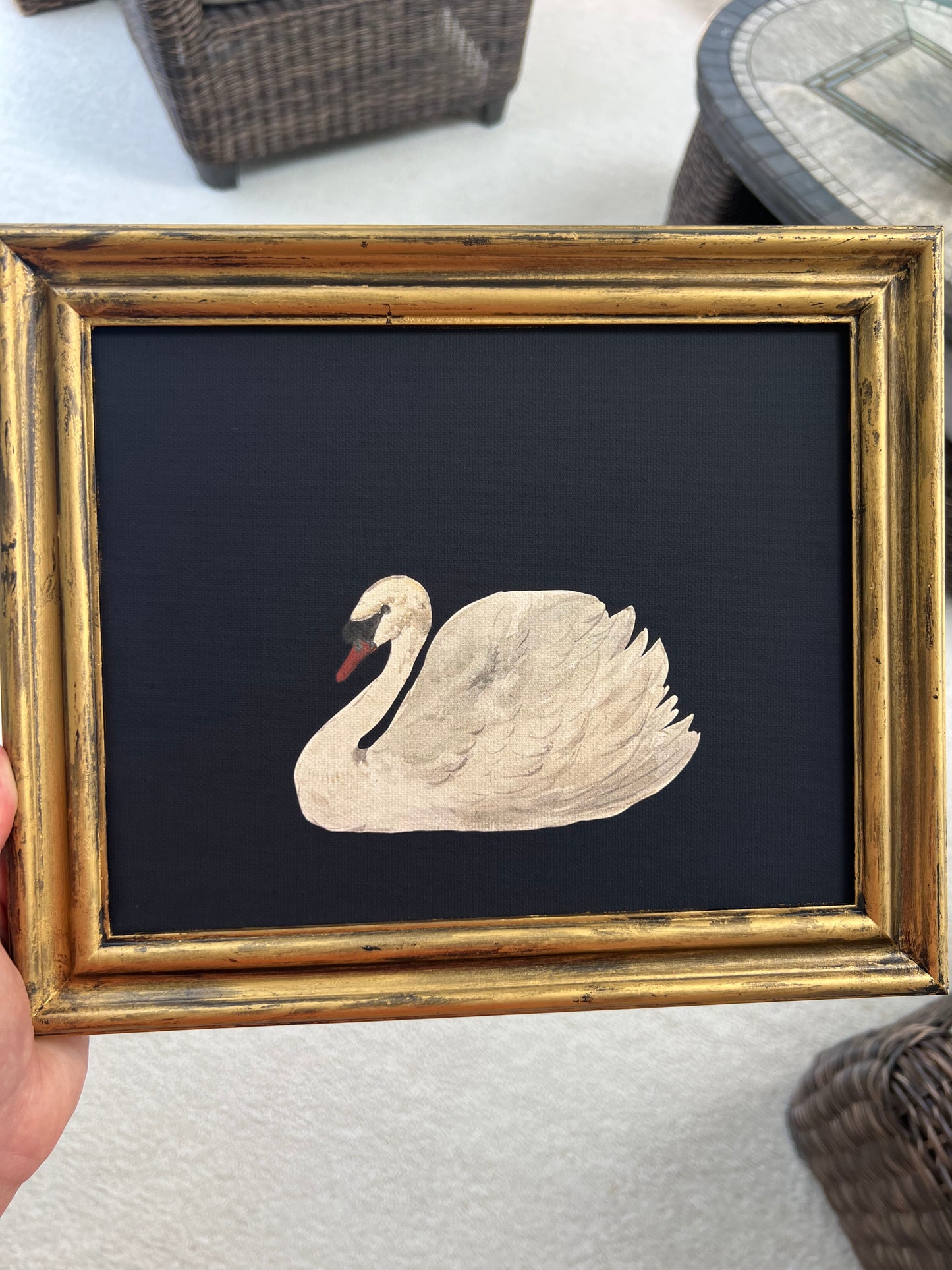 White Swan - Canvas Print in Gold Frame