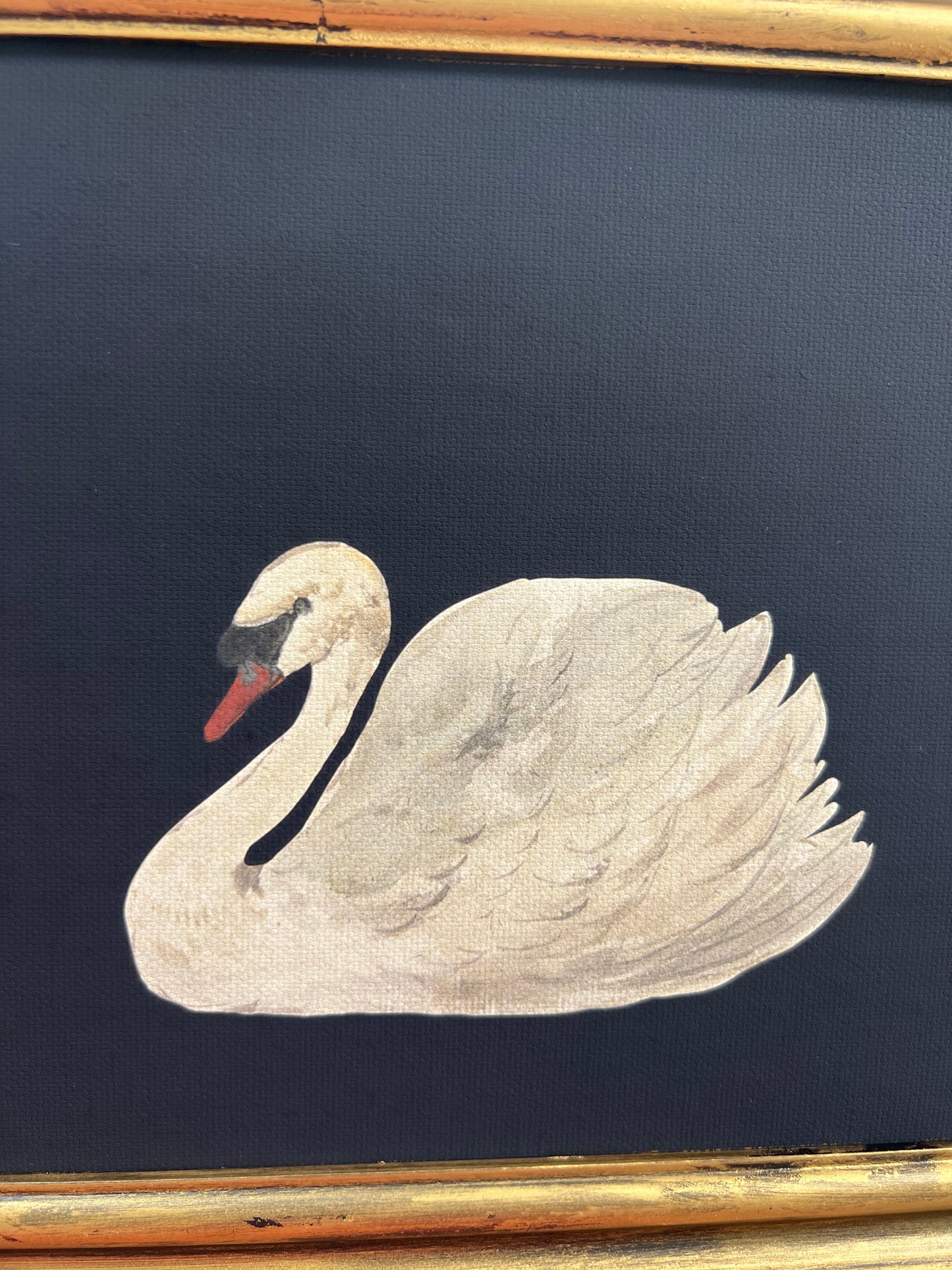 White Swan - Canvas Print in Gold Frame