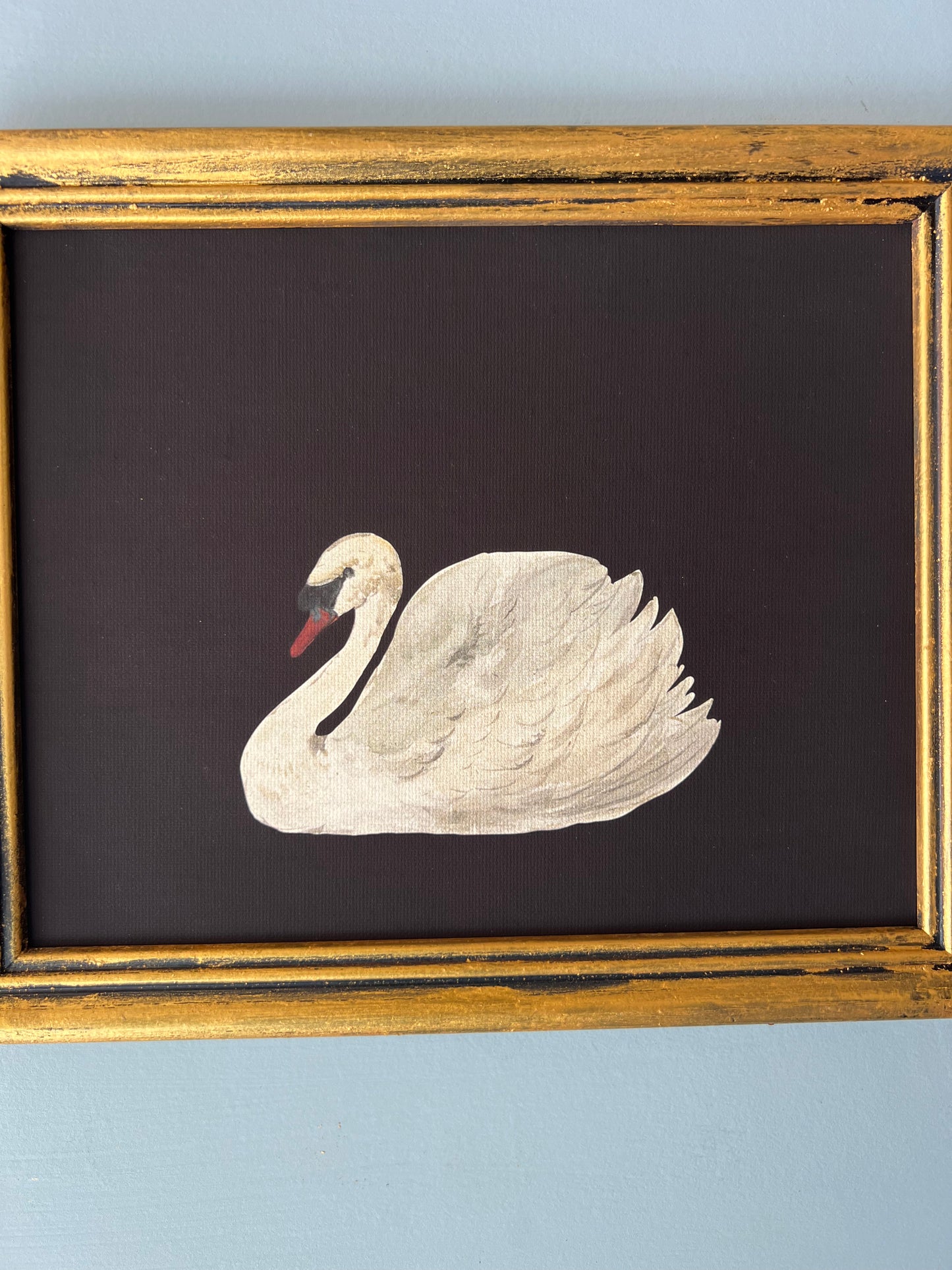 Swan - Canvas Print in Vintage Gold Frame