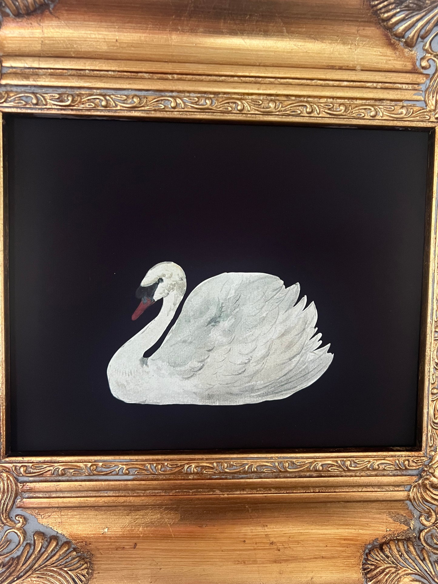 Swan Print in Gold Gilt Frame