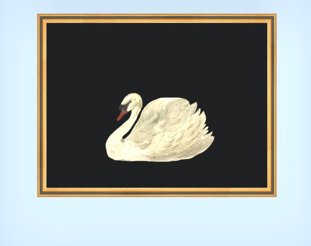 XL 18 x 24 inch Swan Print in Gold Over Black Frame