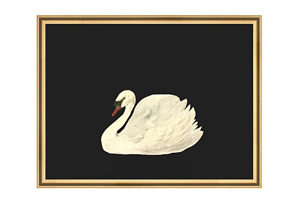 XL 18 x 24 inch Swan Print in Gold Over Black Frame