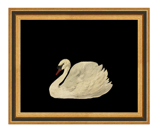 Swan - 8x10 inches in Black Over Gold Frame